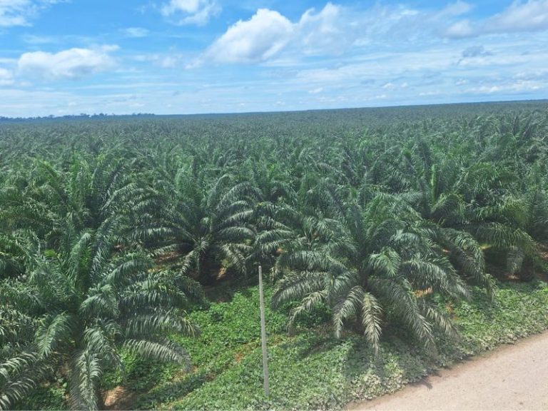 La palma aceitera es el cultivo líder en el desarrollo de la Amazonía Peruana